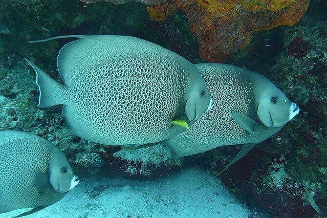 Catamaran Isla Mujeres Drinks and Lunch Party - FAQ