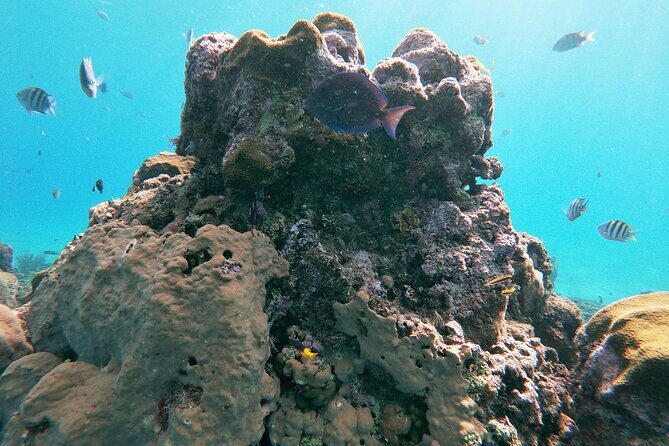 Catamaran Party Cruise with Snorkeling & BBQ - FAQ