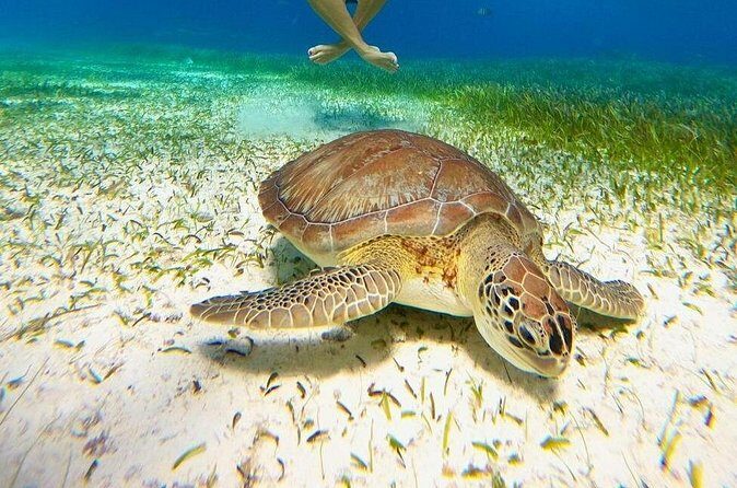 Catamaran Sky Tour in Cozumel - Frequently Asked Questions