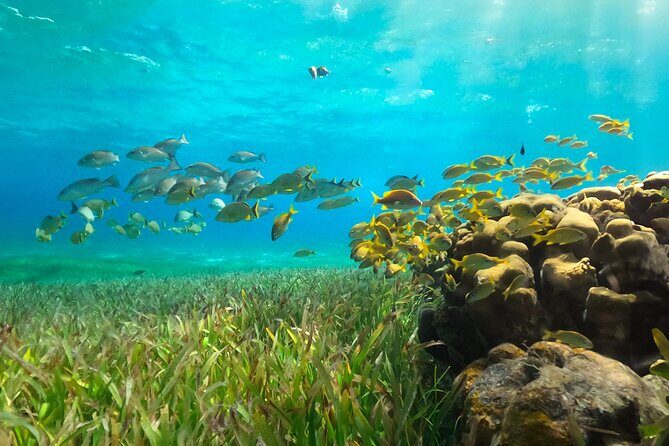 Catamaran Snorkeling and Lunch Tour to Isla Mujeres Included - FAQ