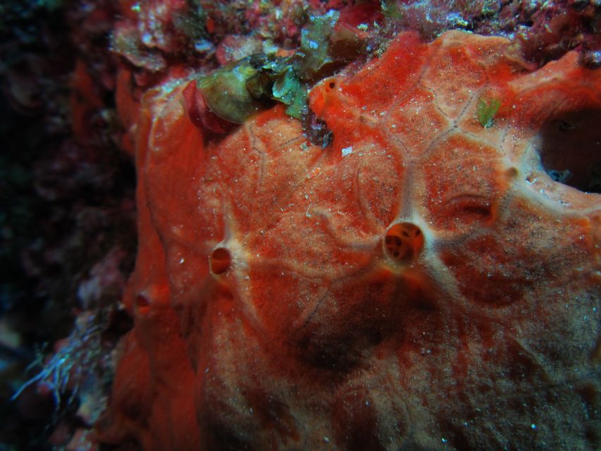 Catania: Gulf Scuba Diving Tour With Marine Biologist - Customer Feedback