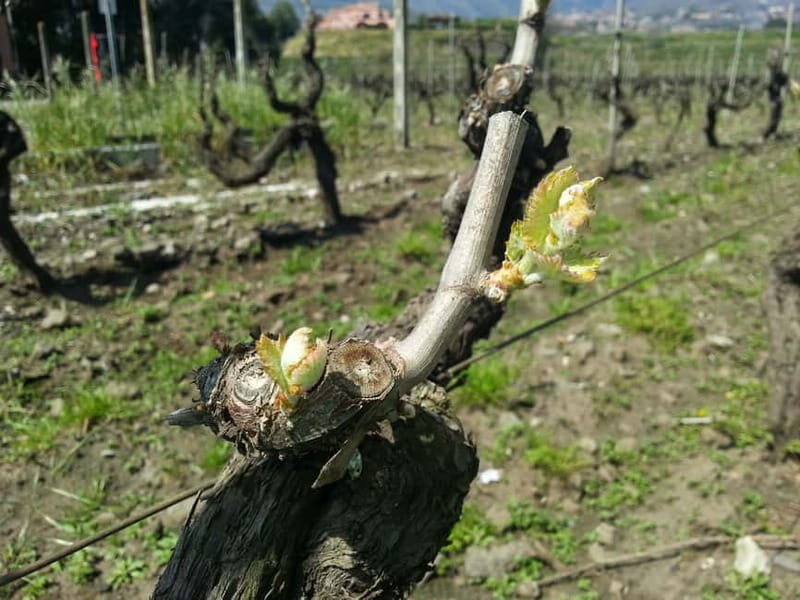 Catania : Wine and Lunch Tour - An In-Depth Look at the Catania Wine and Lunch Tour