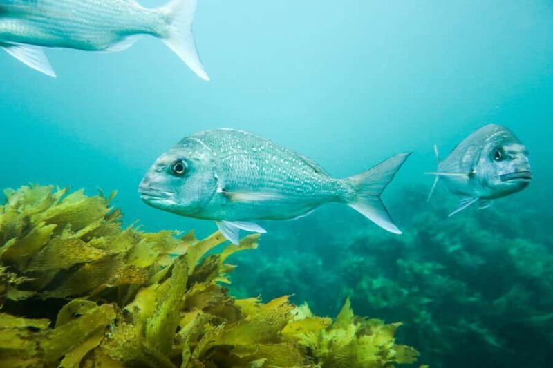 Cathedral Cove Marine Reserve: Snorkeling Boat Trip - The Scenic Cruising and Views