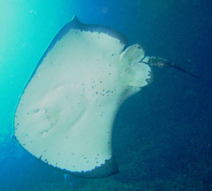 Cathedral Cove Marine Reserve- Specialised Snorkel Boat Trip - Trip Highlights