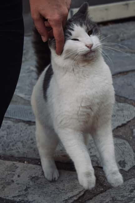Cats of Athens - Walking Tour - Introduction: Why a Cat-Focused Tour in Athens Might Surprise You