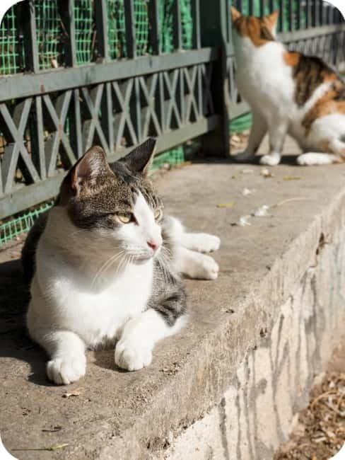Cats of Athens - Walking Tour - The Experience’s Strengths and Considerations