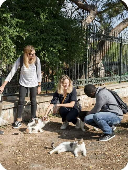 Cats of Athens - Walking Tour - FAQ