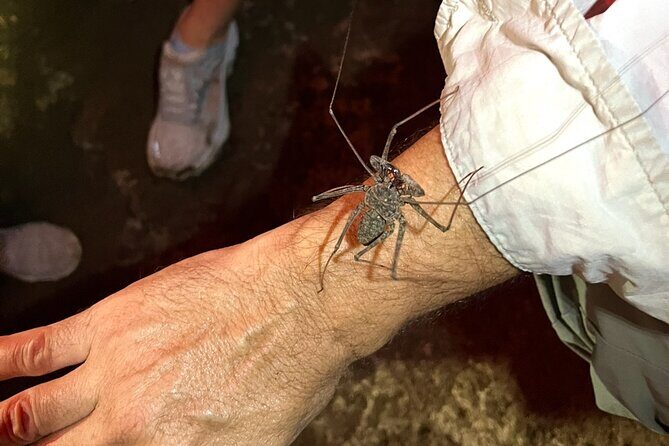 Cave, Bats and Boas Night Tour - Puerto Rico - Authentic Experiences and Reflections from Travelers