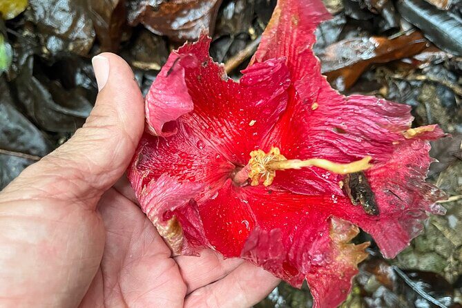 Cave, Bats and Boas Night Tour - Puerto Rico - Who Will Love This Tour?