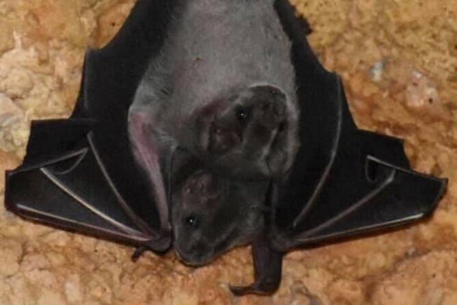 Cave, Bats and Boas Night Tour - Puerto Rico - FAQ