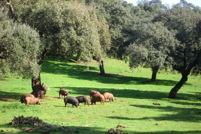 Cave of Wonders and Ham Museum of Aracena - Important Considerations