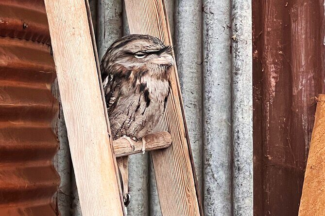 Caversham Wildlife and Swan Valley Private Tour - A Closer Look at the Itinerary and Experience