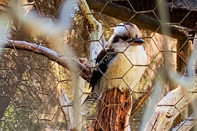 Caversham Wildlife and Swan Valley Private Tour - The Value Proposition