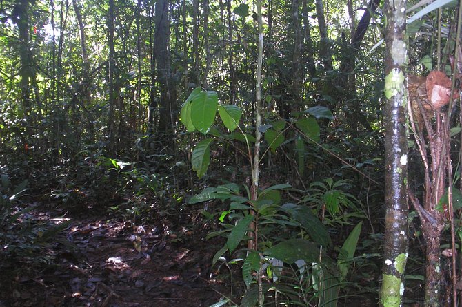 Caves and Waterfalls Day Tour - Discovering Presidente Figueiredo Sanctuary