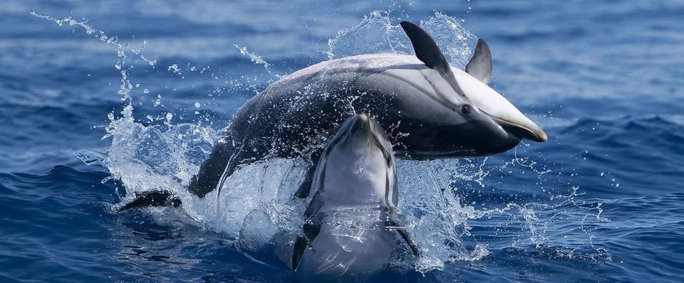 Caves & Dolphins - Combined Trip - Authentic Feedback from Travelers