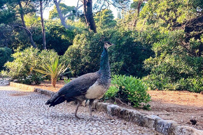 Cavtat/Srebreno: Lokrum Island , Betina Cave & st Jacobs Beach - What Travelers Say