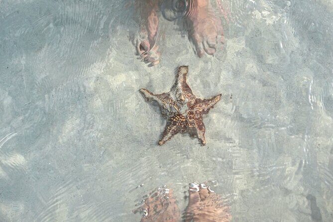 Cayman 3 in 1 Adventure Reef Snorkeling, Starfish and Stingrays - FAQ