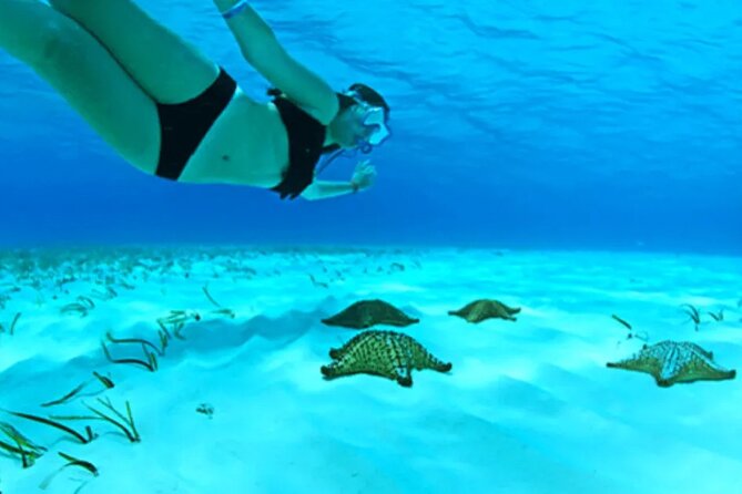 Cayman Adventure: Starfish Point, Stingray City and Coral Gardens - Good To Know