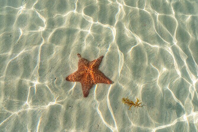 Cayman Adventure Stingrays Starfish plus Crystal Caves - Authentic Perspectives from Travelers