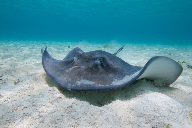 Cayman Combo Tour: Starfish Point, Stingray City & Coral Gardens - Transportation and Comfort