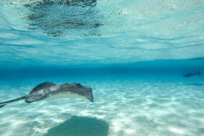 Cayman Ultimate Tour: Stingray City, Snorkeling & Beach Lunch - Why Choose This Tour?