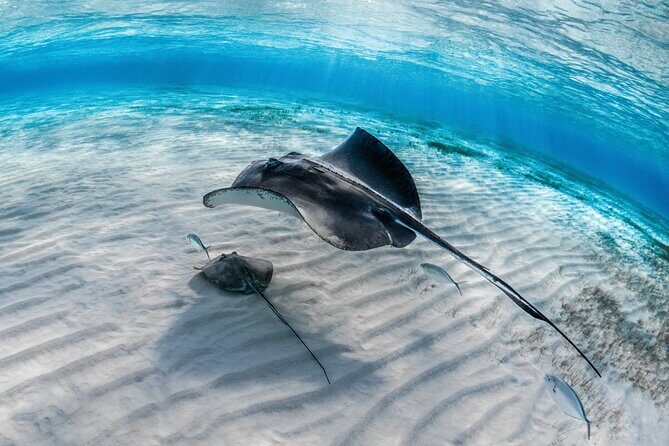 Cayman Ultimate Tour: Stingrays, Starfish Point and Crystal Caves - Who Should Consider This Tour?