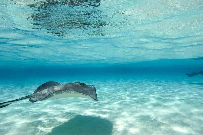 Cayman Ultimate Tour: Stingrays, Starfish Point and Crystal Caves - FAQ