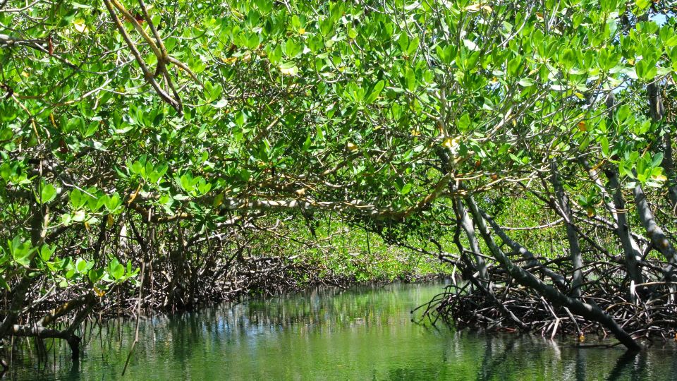 Cayo Arena: Paradise Island and Mangroves Tour - Hotel Pickup and Drop-off