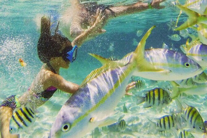 Cayo Arena: Paradise Island and Mangroves Tour Lunch - Final Thoughts