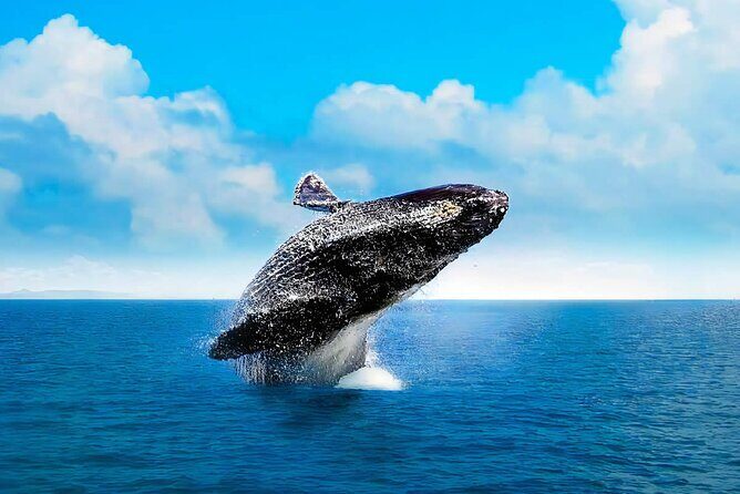 Cayo Levantado, Isla Bacardí and Whale Watching in Samaná - The Sum Up