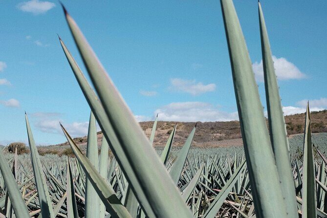 CDMX Tasting of Mezcal vibes - Final Thoughts: Who Will Love This?