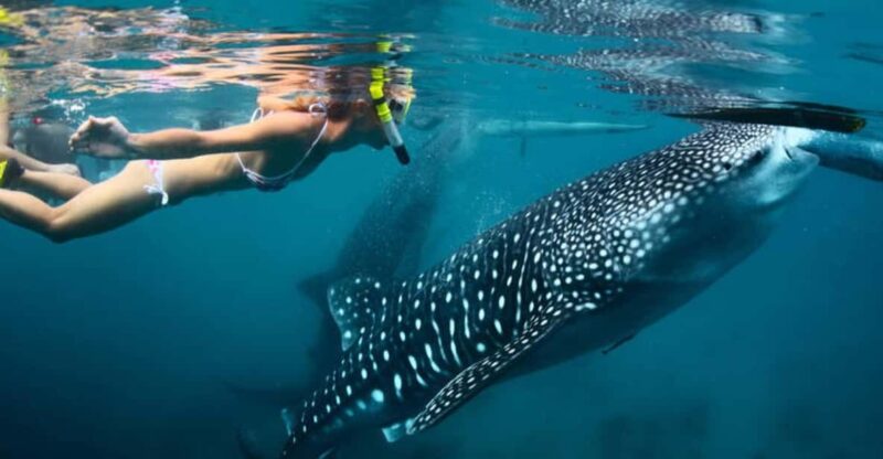 Cebu 2 Days Highlights Tour - Itinerary Highlights
