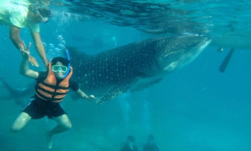 Cebu: Boat Day Trip With Whale Shark Swimming and Lunch - Transportation and Pickup Details