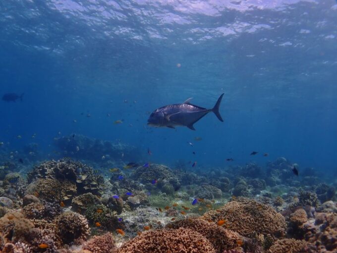 Cebu: Boat Diving Two Dive Tour in Olango Island - Frequently Asked Questions