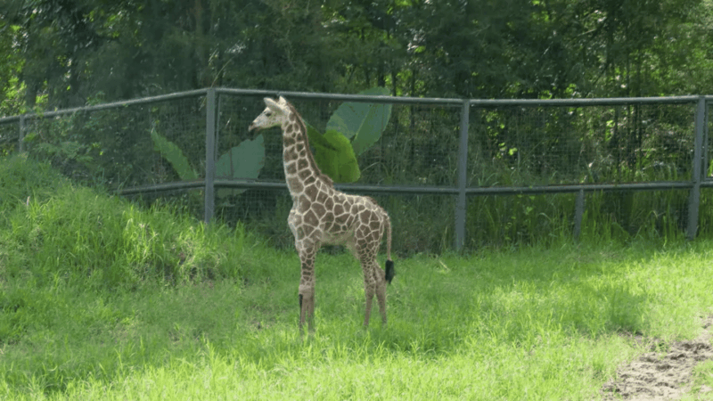 Cebu Carmen: Cebu Safari and Adventure Park - Wildlife and Attractions