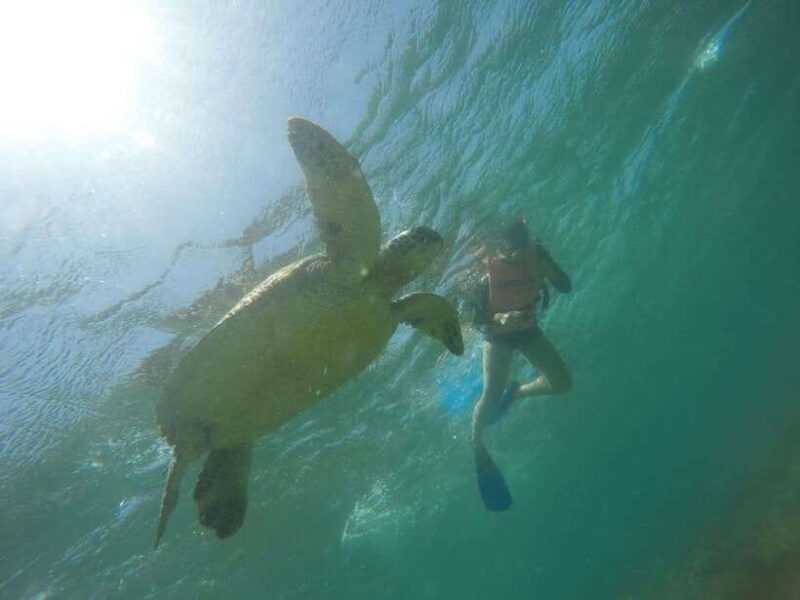 Cebu: Kawasan Canyoneering & Sardines Run and Turtle Chase - Key Points