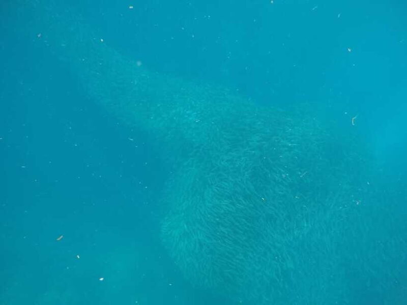 Cebu: Kawasan Canyoneering & Sardines Run and Turtle Chase - Authentic and Fun Guides Make a Difference