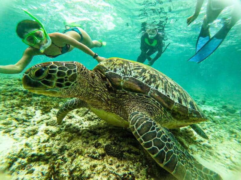 Cebu: Kawasan Canyoning, Moalboal Snorkeling, & Turtles Tour - Final Thoughts