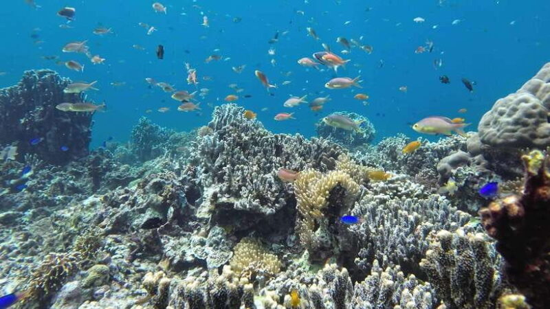 Cebu: Mactan Island Hopping Tour with Snorkeling - Key Points