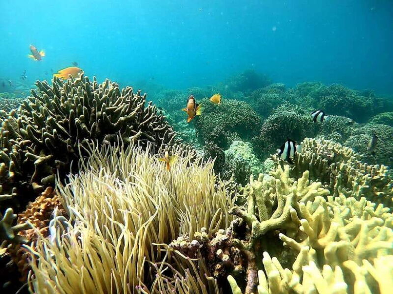 Cebu: Moalboal Sardine Run Snorkeling & Kawasan Canyon Tour - Key Points