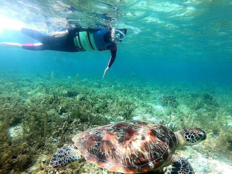 Cebu: Moalboal Sardine Run Snorkeling & Kawasan Canyon Tour - The Sum Up