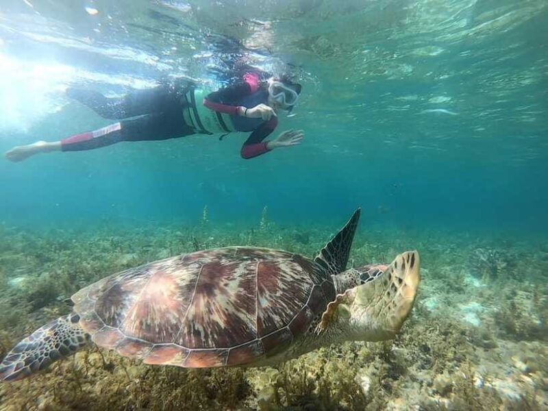 Cebu: Moalboal Sardine Run Snorkeling & Kawasan Canyon Tour - FAQ