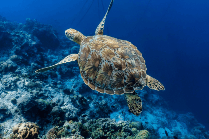 Cebu: Moalboal Sardine Run, Turtles & Oslob Whale Shark Tour - Tour Duration and Cancellation Policy