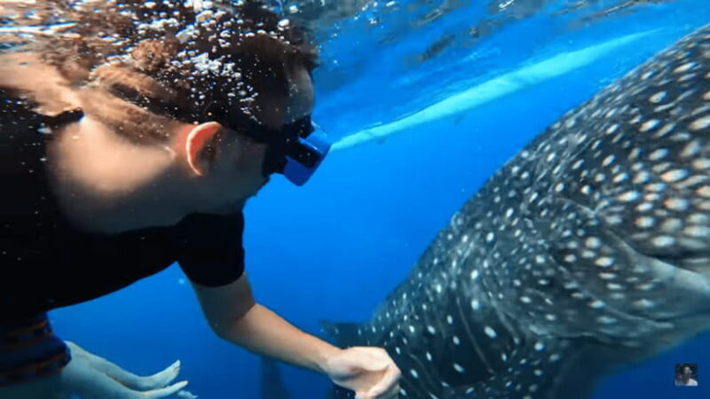Cebu: Oslob Whale Shark and Moalboal Snorkeling Adventure - Key Points