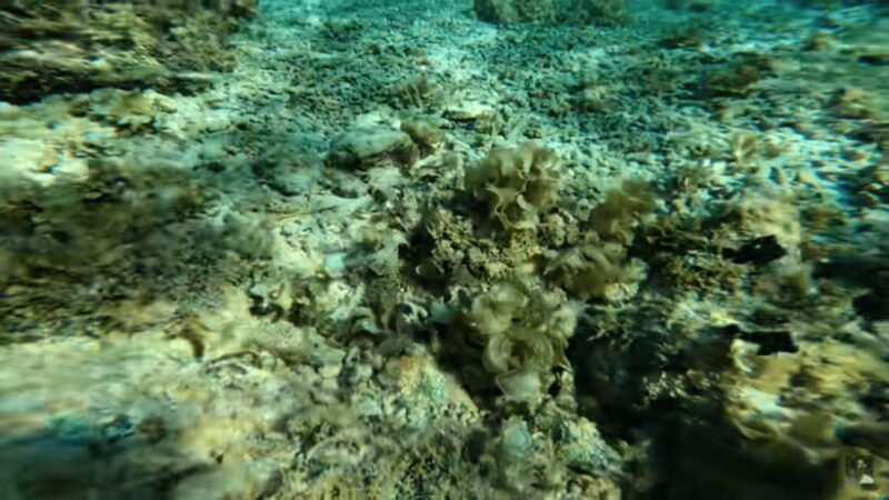 Cebu: Oslob Whale Shark and Moalboal Snorkeling Adventure - The Experience at a Glance