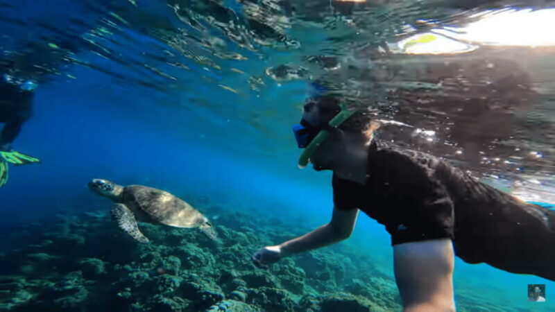 Cebu: Oslob Whale Shark and Moalboal Snorkeling Adventure - Why This Tour Is Worth Considering