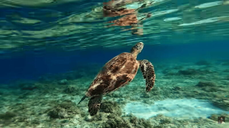 Cebu: Oslob Whale Shark and Moalboal Snorkeling Adventure - Who Should Consider This Tour?