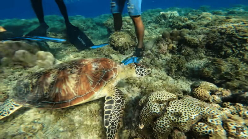Cebu: Oslob Whale Shark and Moalboal Snorkeling Adventure - FAQ