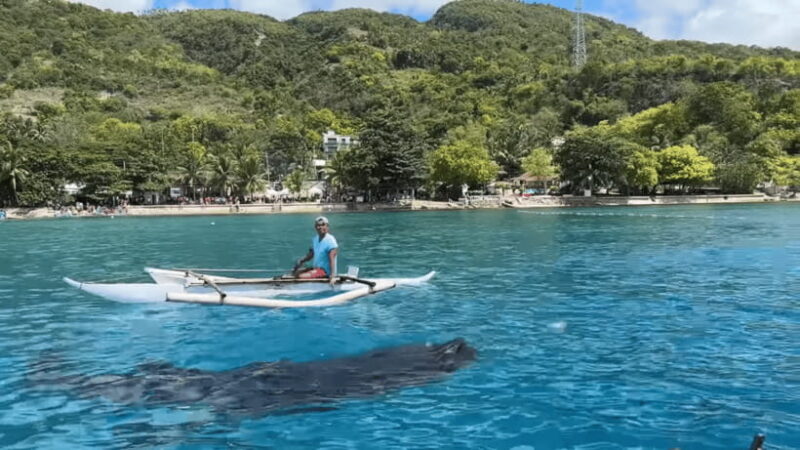 Cebu: Oslob Whale Shark and Moalboal Snorkeling Tour - Key Points