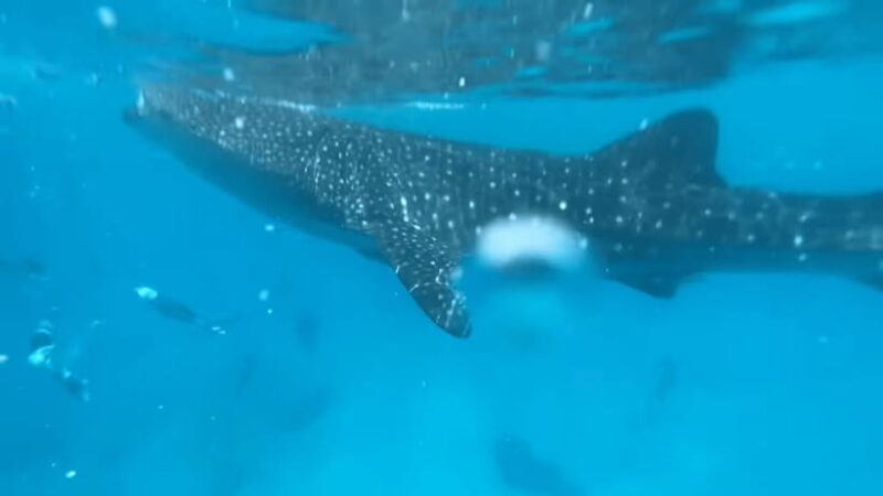 Cebu: Oslob Whale Shark and Moalboal Snorkeling Tour - The Itinerary Breakdown